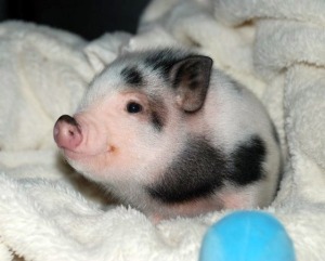 Please accept this micro pig picture as a sign of thanks. THANKS! --- from www.deathandtaxesmag.com